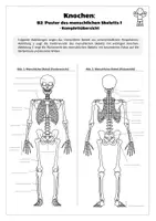 Vorschau - Arbeitsblätter - Sport: Trainingslehre - Knochen (Poster des menschlichen Skeletts I) - Seite 2
