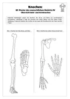 Vorschau - Arbeitsblätter - Sport: Trainingslehre - Knochen (Poster des menschlichen Skeletts IV) - Seite 1