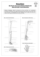 Vorschau - Arbeitsblätter - Sport: Trainingslehre - Knochen (Poster des menschlichen Skeletts IV) - Seite 2
