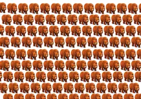 anteprima - Giochi - BROWN BEAR DOMINO - Pagina 2
