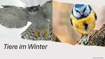Vorschau - Stundenentwürfe - Biologie - Tiere im Winter - Überwinterungsstrategien - Seite 3