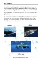 Vorschau - Unterrichtsreihen - Meer Thema Wale und Delfine im Kindergarten Projekt Idee Kita Meeresforscher - Seite 3