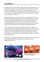 Vorschau - Arbeitsblätter - Unterwasserwelt im Kindergarten Thema Meer Projekt Meerestiere Kita - Seite 3