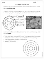 Vorschau - Arbeitsblätter - Aufbau der Blüte + Verbreitung von Samen und Früchten - Seite 2