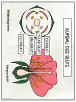 Vorschau - Arbeitsblätter - Aufbau der Blüte + Verbreitung von Samen und Früchten - Seite 3