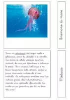 anteprima - Esercizi - Filastrocche e indovinelli - Phylum degli invertebrati - Pagina 1