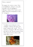 anteprima - Altro tipo di materiale - Libretto sul phylum dei poriferi - Pagina 2