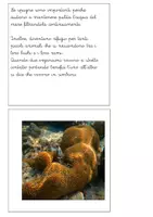 anteprima - Altro tipo di materiale - Libretto sul phylum dei poriferi - Pagina 3