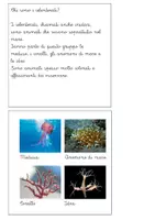 anteprima - Altro tipo di materiale - Libretto sul phylum dei celenterati - Pagina 1