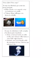 anteprima - Altro tipo di materiale - Libretto sul phylum dei celenterati - Pagina 2