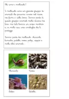 anteprima - Altro tipo di materiale - Libretto sul phylum dei molluschi - Pagina 3