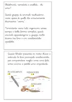 anteprima - Altro tipo di materiale - Libretto sugli anellidi, nematodi e platelminti - Pagina 1