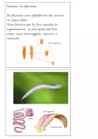 anteprima - Altro tipo di materiale - Libretto sugli anellidi, nematodi e platelminti - Pagina 3