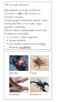 anteprima - Altro tipo di materiale - Libretto sul phylum degli artropodi - Pagina 1