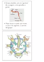 anteprima - Altro tipo di materiale - Libretto sul phylum degli artropodi - Pagina 3