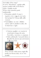 anteprima - Altro tipo di materiale - Libretto sul phylum degli echinodermi - Pagina 2