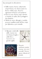 anteprima - Altro tipo di materiale - Libretto sul phylum degli echinodermi - Pagina 3