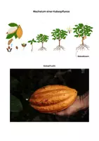 Vorschau - Unterrichtsreihen - Schokolade - von der Kakaobohne zur Schokolade (differenziert) - Seite 1