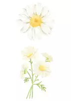 Vorschau - Bildkarten - Gänseblümchen Illustrationen - für Arbeitsblätter oder Deko - Deckblatt