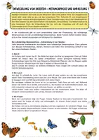 Vorschau - Arbeitsblätter - Entwicklung von Insekten - differenziert - vollständige Metamorphose - unvollständige Metamorphose - Lückentexte - Arbeitsblätter mit Lösung (Klasse 5 6 7 8) - Seite 1