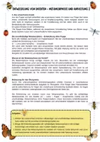 Vorschau - Arbeitsblätter - Entwicklung von Insekten - differenziert - vollständige Metamorphose - unvollständige Metamorphose - Lückentexte - Arbeitsblätter mit Lösung (Klasse 5 6 7 8) - Seite 2