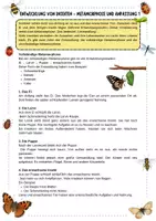 Vorschau - Arbeitsblätter - Entwicklung von Insekten - differenziert - vollständige Metamorphose - unvollständige Metamorphose - Lückentexte - Arbeitsblätter mit Lösung (Klasse 5 6 7 8) - Seite 3