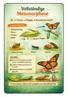 Vorschau - Arbeitsblätter - Entwicklung von Insekten - differenziert - vollständige Metamorphose - unvollständige Metamorphose - Lückentexte - Arbeitsblätter mit Lösung (Klasse 5 6 7 8) - Deckblatt