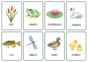Voorbeeld - informatieve bundel 'de vijver' - Pagina 3