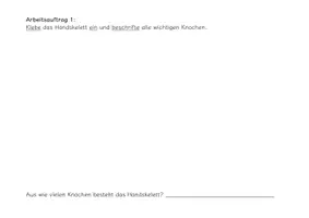 Vorschau - Arbeitsblätter - Forscherheft: Anatomie von Hand und Fuß - Seite 2