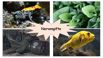 Vorschau - Stundenentwürfe - Nevengifte an der Synapse - Gruppenarbeit zur Wirkungsweise von Synapsengiften | Neurobiologie Oberstufe - Seite 2