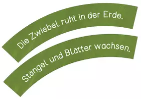 Vorschau - Unterrichtsreihen - Frühblüher - Lebenszyklus des Schneeglöckchens - Legekreis - Seite 2