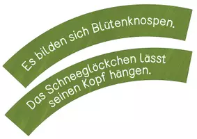 Vorschau - Unterrichtsreihen - Frühblüher - Lebenszyklus des Schneeglöckchens - Legekreis - Seite 3