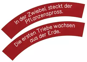 Vorschau - Unterrichtsreihen - Frühblüher -Lebenszyklus der Tulpe - Legekreis - Seite 2