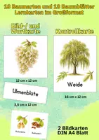 Vorschau - Arbeitsblätter - Natur entdecken: Baumarten Bildkarten – 76 Karten zu Baum, Blatt und Frucht für Sachunterricht & Umweltbildung - Seite 3