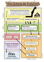Vorschau - Arbeitsblätter - Schema Ablauf Evolution Evolutionsfaktoren Klausuren - Seite 3
