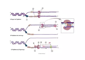 Vorschau - Merkblätter - Ablauf der DNA Replikation (Leit- und Folgestrang) - Seite 1