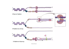 Vorschau - Merkblätter - Ablauf der DNA Replikation (Leit- und Folgestrang) - Seite 2