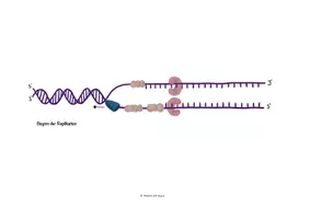 Vorschau - Merkblätter - Ablauf der DNA Replikation (Leit- und Folgestrang) - Seite 3