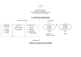anteprima - Materiale di supporto/inclusione - Il sistema nervoso + domande finali. - Pagina di copertina