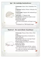 Vorschau - Mal- und Bastelvorlagen - Tiere der Wiese und des Feldes – Komplettpaket: 28 Wissenskarten, Steckbriefe, Ausmalbilder & Quiz - Seite 3