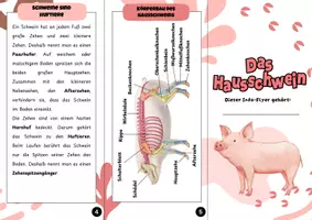 Vorschau - Arbeitsblätter - Das Hausschwein- Informationsflyer und Arbeitsblätter | Unterrichtsreihe "Tiere in unserem Umfeld", Biologie, 5.-6. Klasse - Seite 1
