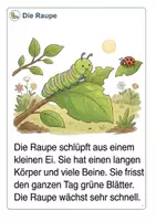 Vorschau - Unterrichtsreihen - Paket „Lebenszyklen – 5 Wissens- & Mitmachhefte (Kita–1. Klasse) - Seite 2