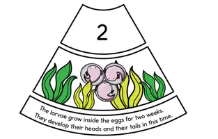 Vorschau - Spiele - Axolotl Life Cycle - Legekreis - Seite 2