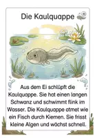 Vorschau - Arbeitsblätter - Alles rund um den Frosch: Wissens- & Mitmachheft (Kita & 1. Klasse) - Seite 2