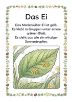 Vorschau - Unterrichtsreihen - Alles rund um den Marienkäfer Wissens- und Mitmachheft (Kita - 1. Klasse) - Seite 1
