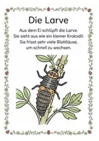 Vorschau - Unterrichtsreihen - Alles rund um den Marienkäfer Wissens- und Mitmachheft (Kita - 1. Klasse) - Seite 2
