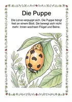 Vorschau - Unterrichtsreihen - Alles rund um den Marienkäfer Wissens- und Mitmachheft (Kita - 1. Klasse) - Seite 3