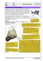 Vorschau - Arbeitsblätter - AA-05-MEGA_Wie-groß-war-der-Megalodon - Deckblatt