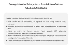 Vorschau - Arbeitsblätter - Genregulation bei Eukaryoten: Transkriptionsfaktoren - Modell und Aufgabe - Seite 2