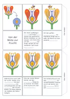 Vorschau - Arbeitsblätter - Die Berfruchtung der Blütenpflanze - Leporello - Deckblatt